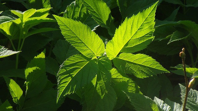 Essbare Wildpflanzen Spaziergang