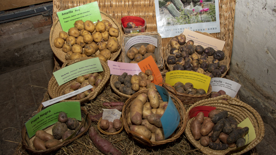 Kartoffelausstellung