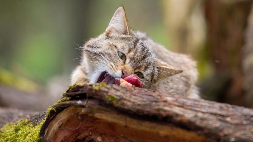 Wildkatzenfütterung