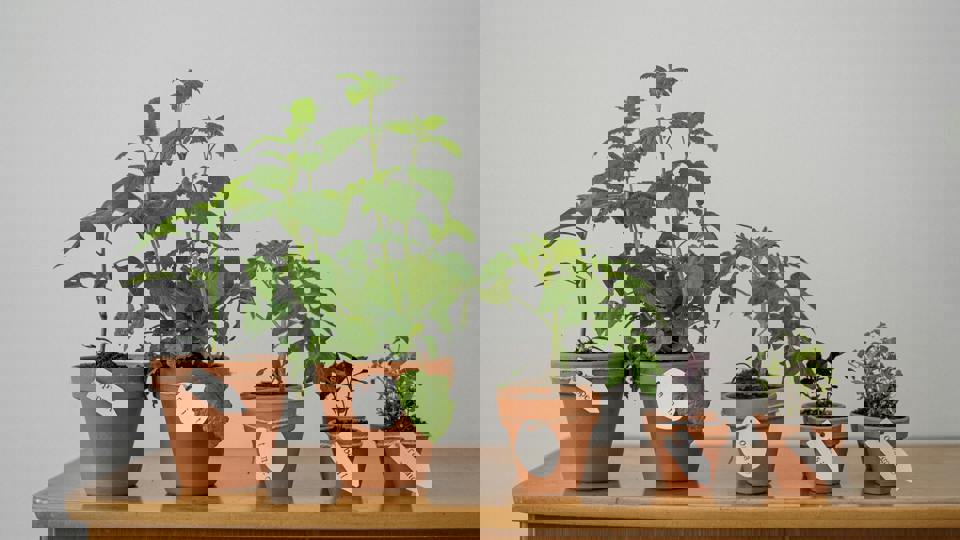 Natürlicher Pflanzenschutz gegen Schädlinge