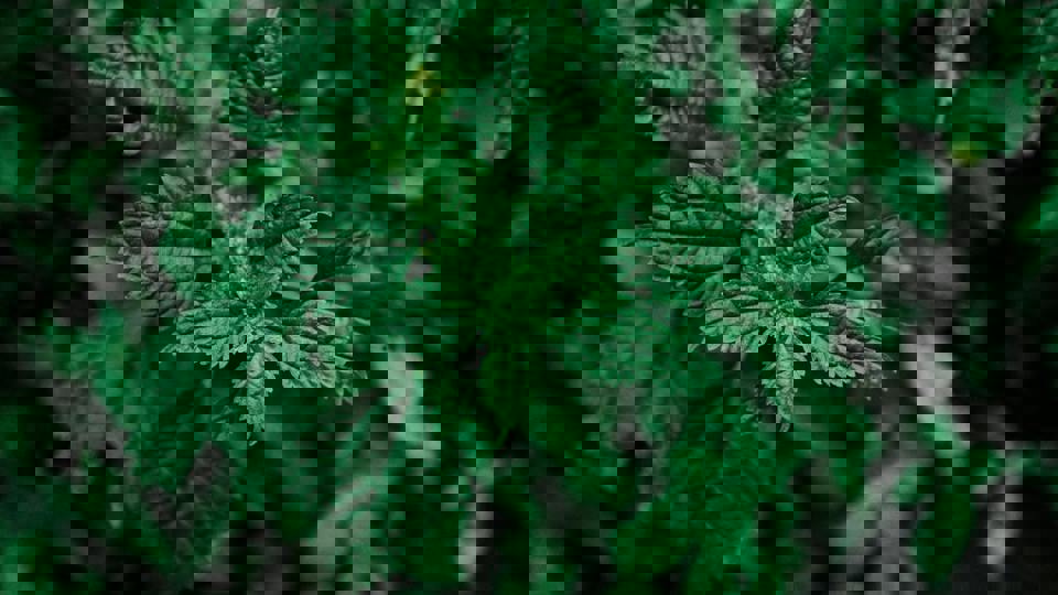 Die Welt der Kräuter entdecken