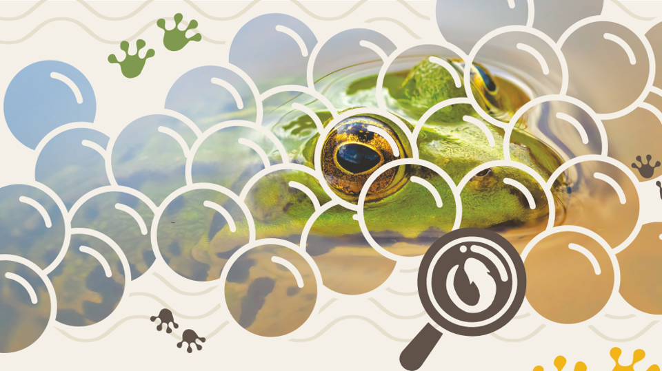 Elbauen-Amphibiencamp