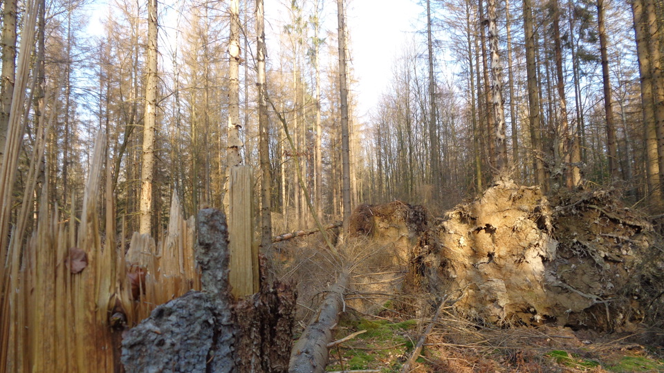 Unser „Wald“ im Klimastress?! Von Auswirkungen klimatischer Extreme auf sächsische „Wälder“ und von Erfordernissen einer Folgenbegrenzung