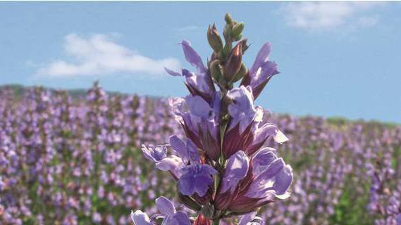 "Heilende Drogen - Arzneipflanzen im Kontext von Volksmedizin und Phytopharmazie"