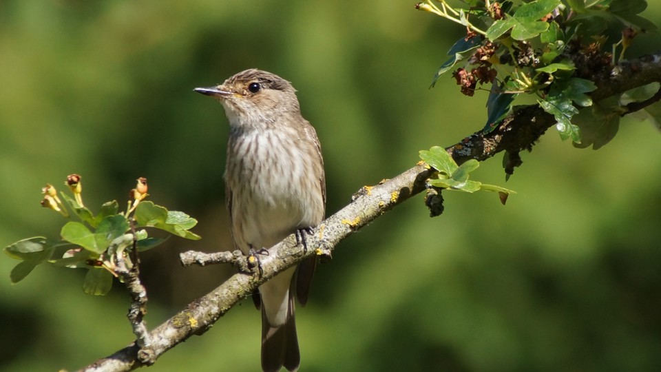 Vogelstimmenwanderung