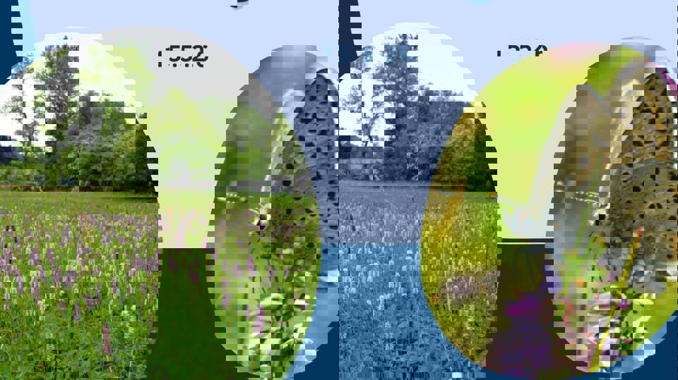 Mahdgutebräumung Ameisenbläulingswiese