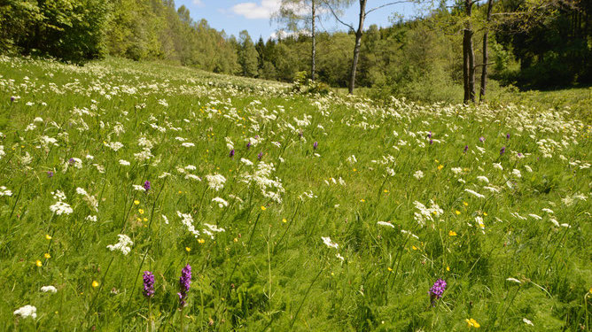 Lebensraum Bergwiese „Exkursion Bärenbachwiese“