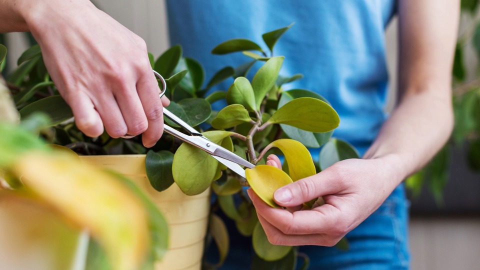 Tipps von der Sächsischen Pflanzendoktorin