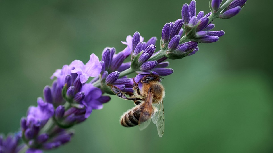 Wildbienenspaziergang II Botanischer Garten