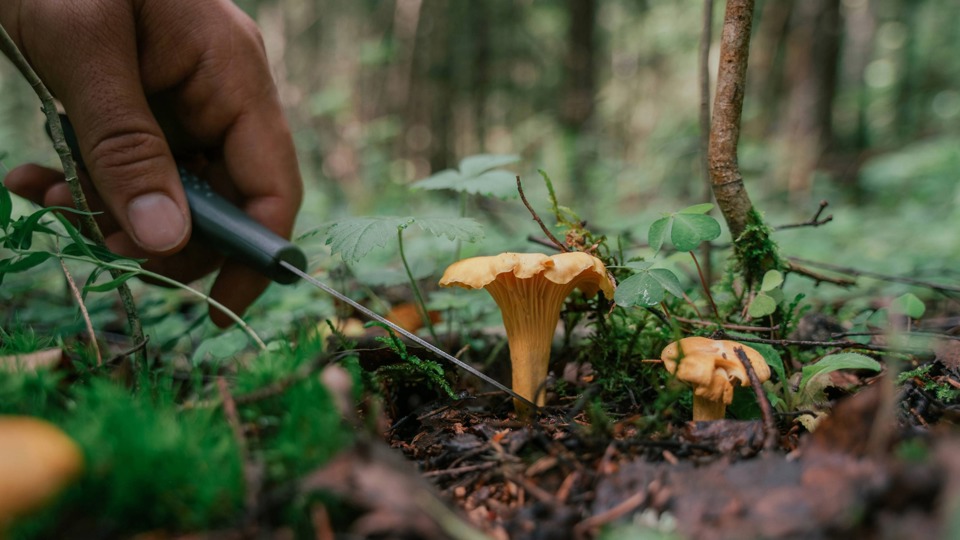 Unsere heimischen Speisepilze und ihre giftigen Doppelgänger