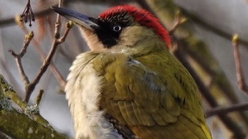 Vögel in Chemnitz - Bestand, Entwicklung, Tipps