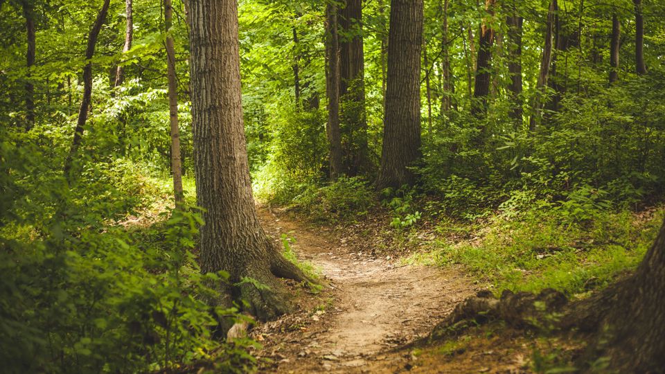Umbau und Erhaltung des Waldes in Zeiten von Klimawandel (Zeisigwald)