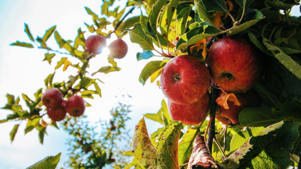 Obstbaumschnitt Altbaum - Einführung in Theorie und Praxis