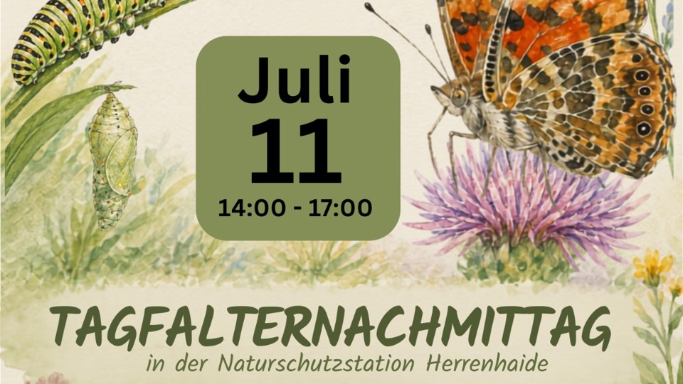 Tagfalternachmittag in der Naturschutzstation Herrenhaide