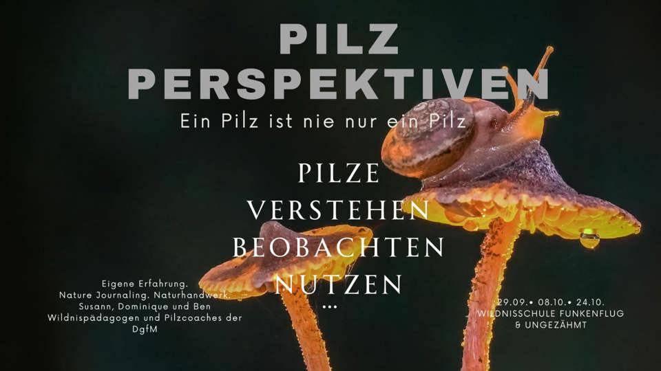 Pilzperspektiven - FormenVIELfalt im Verborgenen