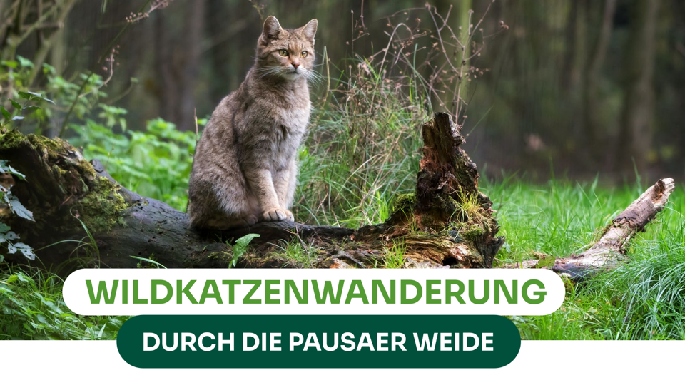 Wildkatzenwanderung