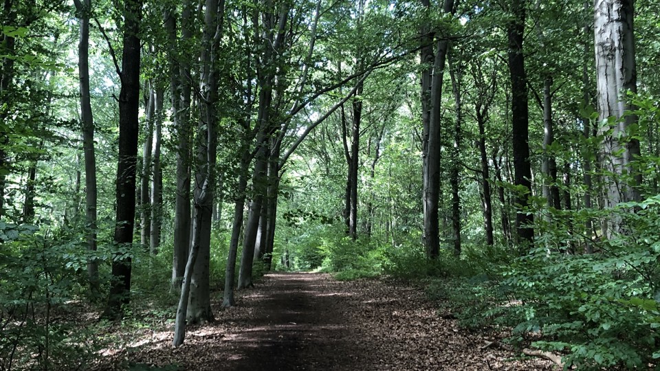 Wer klopft da im Wald?