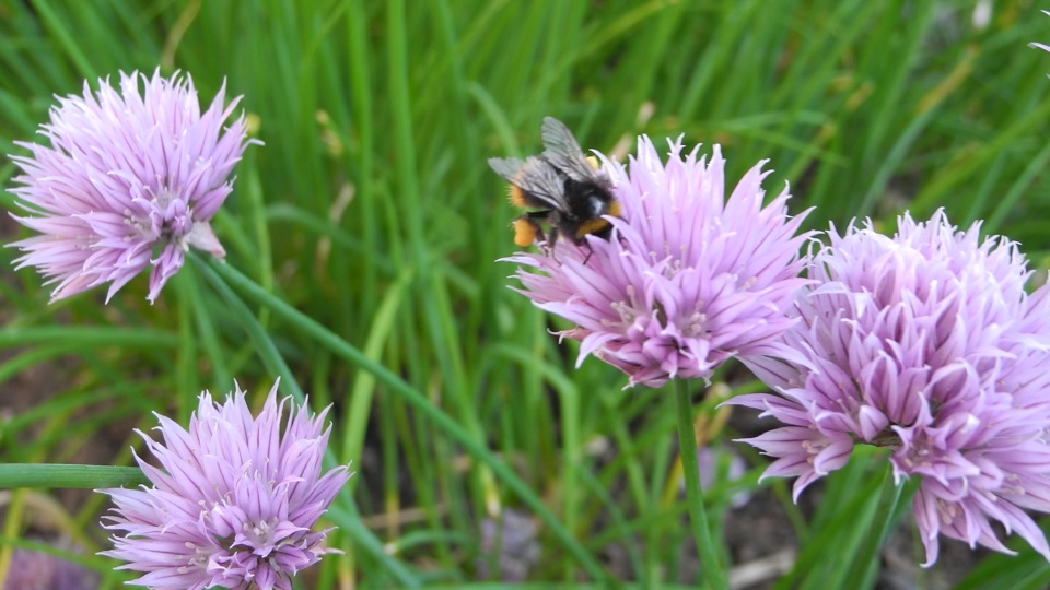 Essbare Wildpflanzen und Kräuter