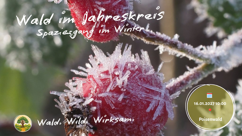 Wald im Jahreskreis - Winterspaziergang