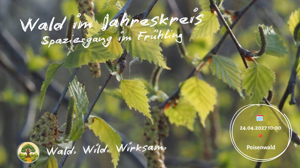 Wald im Jahreskreis - Frühlingsspaziergang