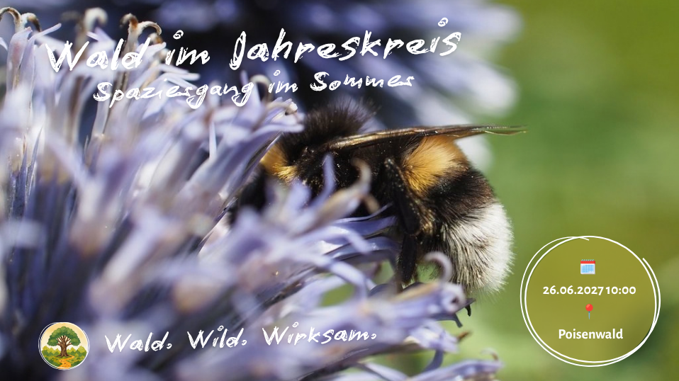 Wald im Jahreskreis - Sommerspaziergang