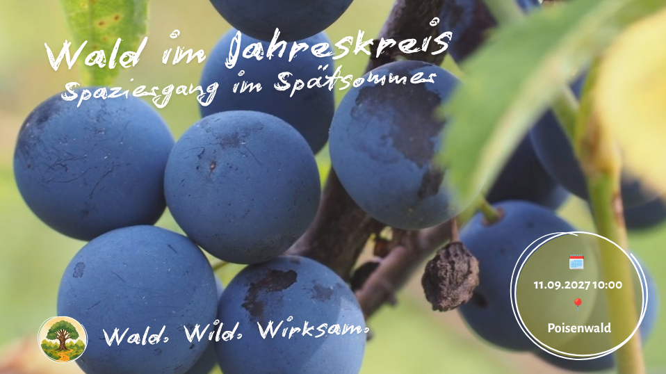 Wald im Jahreskreis - Spaziergang im Spätsommer