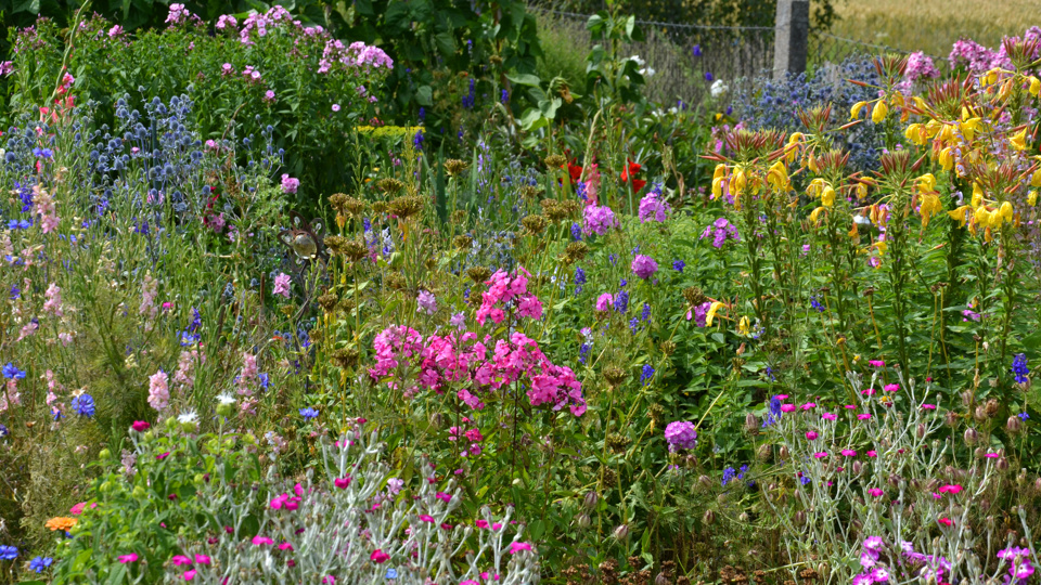 Artenvielfalt im Garten