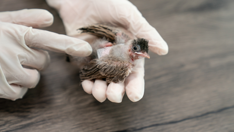 Wildvögel in der Stadt – Ein Besuch in der Wildvogelauffangstation