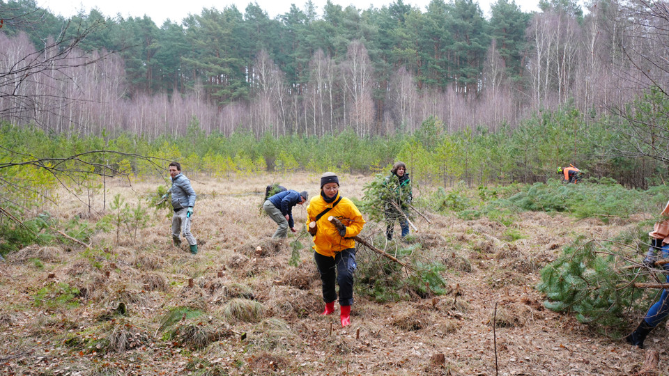 Naturschutzeinsatz im Seddiner Moor