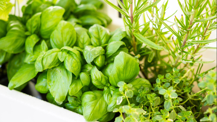 Balkon-Hochbeet – Lebensmittel selbst anbauen (Urban Gardening)