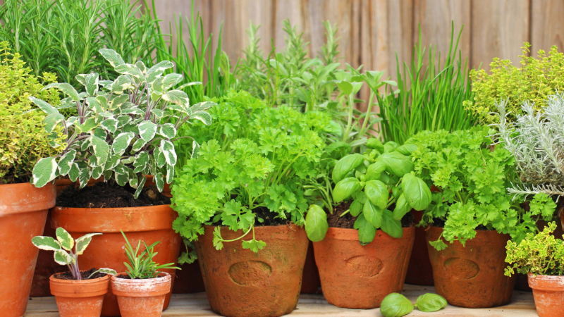 Gärtnern ohne Garten – Lebensmittel selbst anbauen (Urban Gardening)