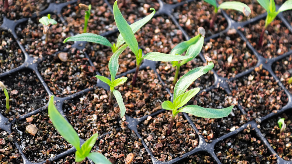 Samen, die was können – Lebensmittel selbst anbauen (Urban Gardening)