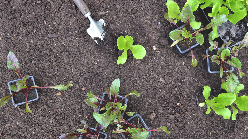 Mini-Budget, Maxi Ernte – Lebensmittel selbst anbauen (Urban Gardening)