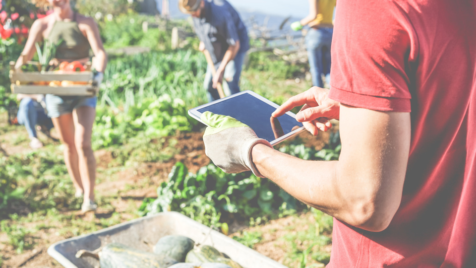 Exkursion - Gemeinschaftsgarten – Lebensmittel selbst anbauen (Urban Gardening)
