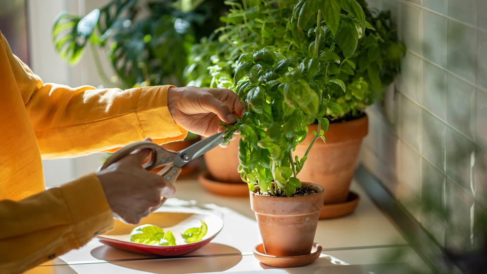 Kräuterkunde – Lebensmittel selbst anbauen (Urban Gardening)