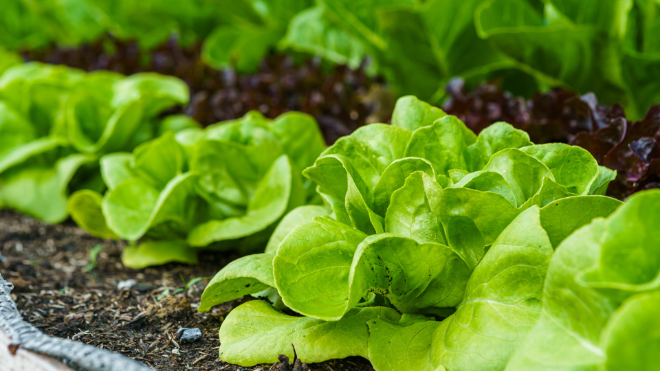 Mini-Budget, Maxi Ernte – Lebensmittel selbst anbauen (Urban Gardening)